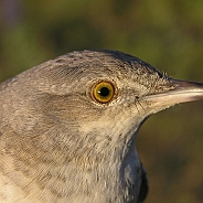 Föregående